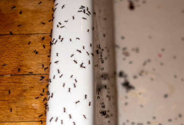 Best Emergency Pest Control  in Centralia, MO